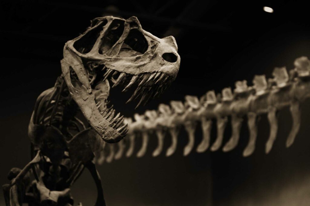 This image has an empty alt attribute; its file name is Ceratosaurus-01-web-res-1024x682.jpg